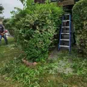 Bush Trimming by Valencia Landscaping reviewed on August 21, 2025