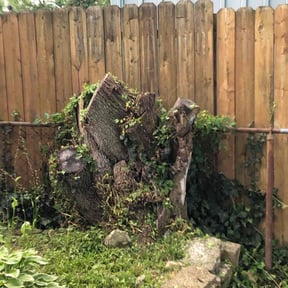 Bush Trimming by T's Lawncare reviewed on August 21, 2025