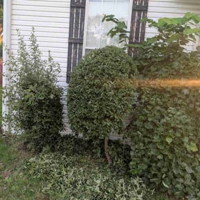 Bush Trimming by Troy's Lawn Care reviewed on August 16, 2025
