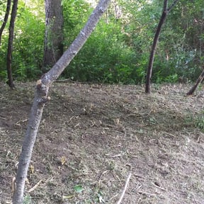 Bush Trimming by Simon's Lawn Services reviewed on August 20, 2025