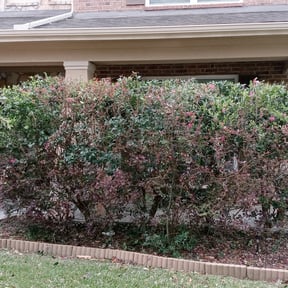 Bush Trimming by P&J Landscaping LLC reviewed on August 18, 2025