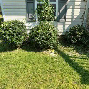 Bush Trimming by J.C.Tree&amp;LawnCare reviewed on October 20, 2025