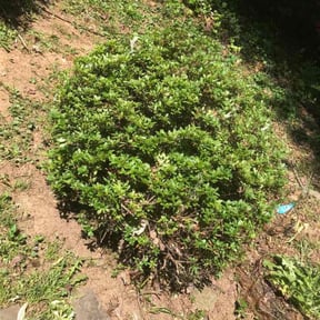 Bush Trimming by KCT Landscaping  reviewed on November 26, 2025