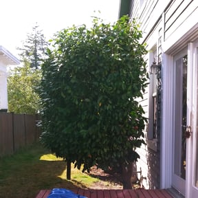Bush Trimming by Tim's lawn service reviewed on August 16, 2025