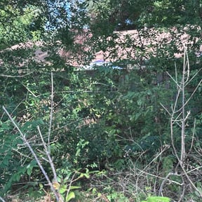 Leaf Removal by Leon's Lawn care reviewed on August 18, 2025