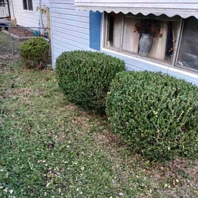 Bush Trimming by MR GARDENS LANDSCAPING LLC reviewed on August 13, 2025