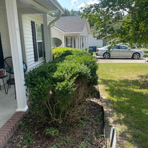 Bush Trimming by Peytella landscaping reviewed on August 20, 2025