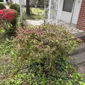 Bush Trimming by Creating a better Landscaping reviewed on March 27, 2026