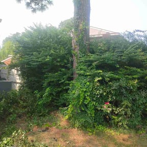 Bush Trimming by Power T Properties reviewed on July 27, 2026
