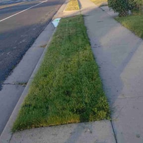 Bush Trimming by Mike’s lawn care reviewed on August 21, 2025