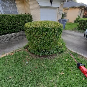Bush Trimming by Lawn for life reviewed on August 18, 2025