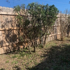 Bush Trimming by Rafael Navedo reviewed on August 18, 2025