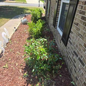 Bush Trimming by Integrity lawns reviewed on June 8, 2026