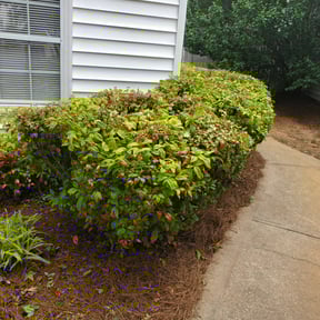 Bush Trimming by Handsome Landscaping Group, Inc. reviewed on August 20, 2025