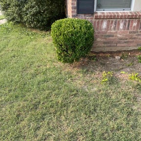 Bush Trimming by A&M reviewed on August 19, 2025