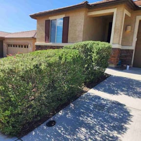 Bush Trimming by Peter Razo reviewed on December 25, 2025