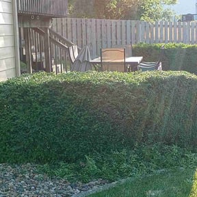 Bush Trimming by Virgil lawn service reviewed on August 17, 2025
