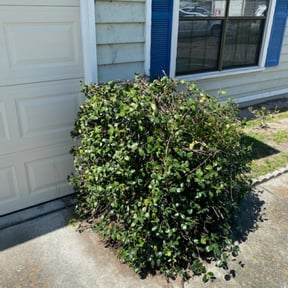 Bush Trimming by D1B Just Cut It reviewed on August 18, 2025