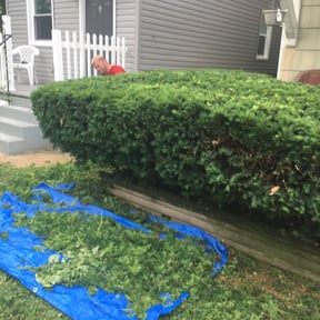 Bush Trimming by Total Yard Maintance and Snow Removal reviewed on August 15, 2025