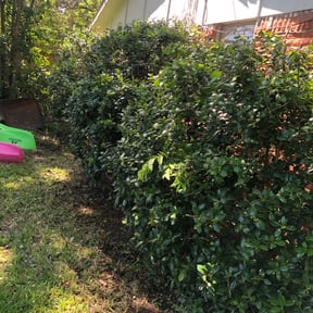 Bush Trimming by Feliciano matos reviewed on August 16, 2025