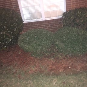 Bush Trimming by Davis yard services reviewed on August 20, 2025
