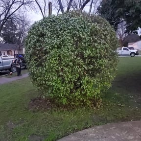 Bush Trimming by 121 successful solutions llc reviewed on August 18, 2025