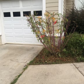 Bush Trimming by B&C Landscaping LLC reviewed on August 15, 2025