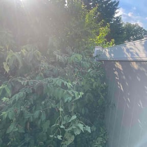 Bush Trimming by Three Kings Grounds Keeping reviewed on November 10, 2025