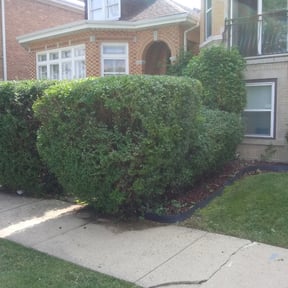 Bush Trimming by Mow & Go reviewed on August 18, 2025