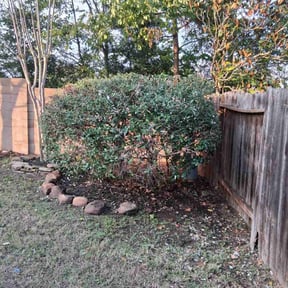 Bush Trimming by Hogman and sons lawncare plus reviewed on December 10, 2025