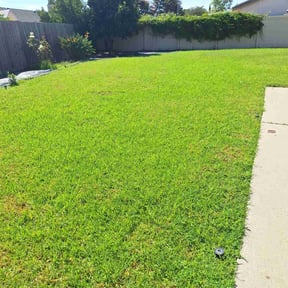 landscaping services by Elizar  Cantu reviewed on November 27, 2025