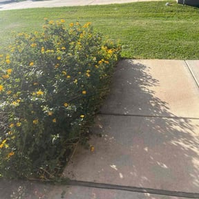 Bush Trimming by REMAVAIL PRO LAWN reviewed on May 19, 2026