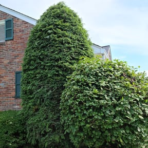 Bush Trimming by Jones lawncare reviewed on August 17, 2025