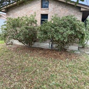 Bush Trimming by Steve’s mowing company reviewed on September 17, 2025