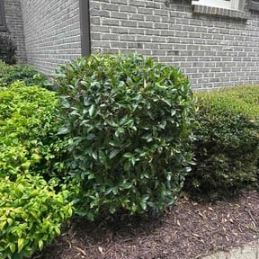 Bush Trimming by Marias Lawn Care reviewed on July 6, 2026