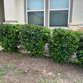 Bush Trimming by The lawn Guy reviewed on August 17, 2025