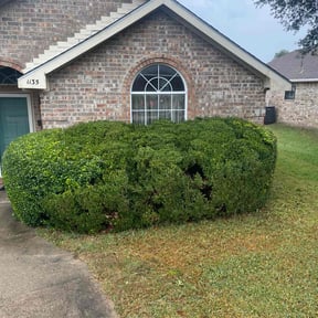 Bush Trimming by Triple S Cuts &amp; Cleanouts reviewed on August 26, 2021