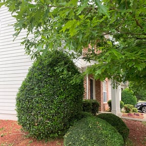 Bush Trimming by Lawn Service 2.0 reviewed on August 21, 2025