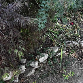 Leaf Removal by Mister Detail Lawn Care Service reviewed on September 28, 2025