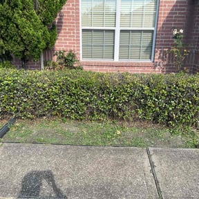 Bush Trimming by Michael W Knopick reviewed on August 17, 2025