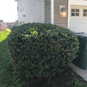 Bush Trimming by Leo's lawncare reviewed on August 19, 2025