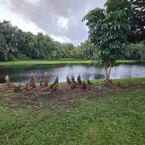 Bush Trimming by timmy sprads everything man reviewed on October 18, 2025