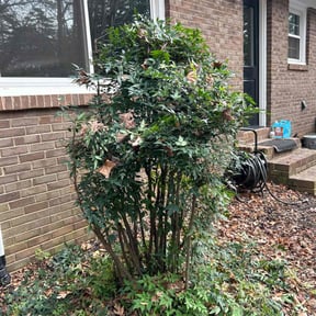 Bush Trimming by TOPNOTCHSERVICES ZYREN LOPEZ reviewed on August 19, 2025