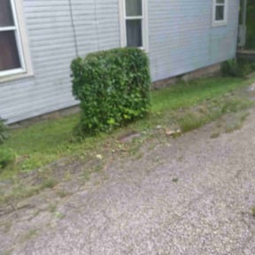 Bush Trimming by TNT Lawn & Landscaping reviewed on August 16, 2025