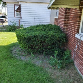 Bush Trimming by Orellana Lawn Services reviewed on August 14, 2024