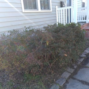 Bush Trimming by Enchanted Moon Home Services and Lawn Care reviewed on August 15, 2025