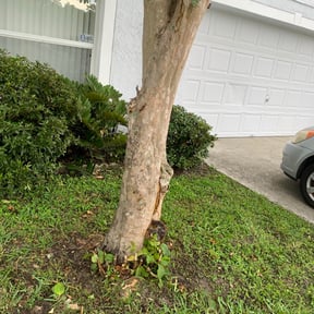 Bush Trimming by Nicks 20/20 lawn care reviewed on August 15, 2025