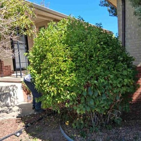 Bush Trimming by Likita Lewis reviewed on September 25, 2023