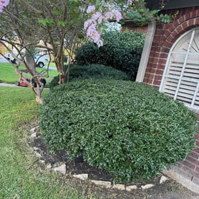 Bush Trimming by Lucky Lawns reviewed on November 20, 2025