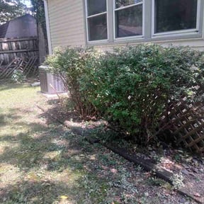 Bush Trimming by A+home services reviewed on July 16, 2026